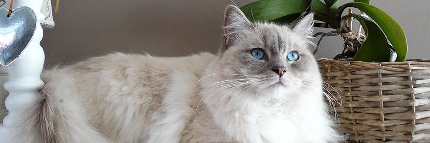 Galia092012's profile banner image