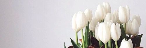 leisameq's profile banner image