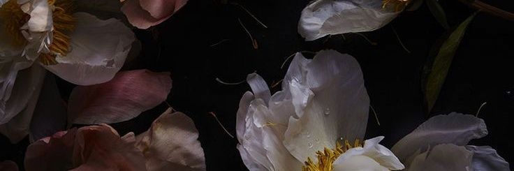 bubochkamin's profile banner image