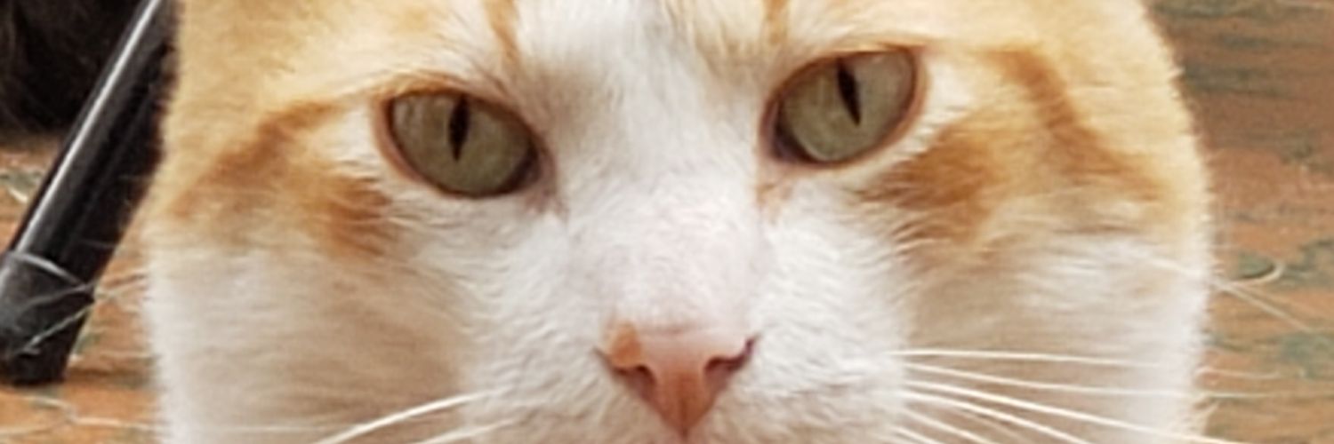 pollogiral's profile banner image