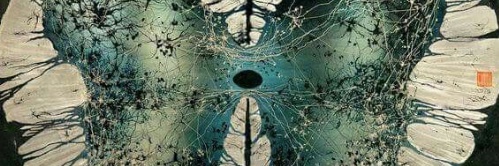 Dr.Fernandezcar banner