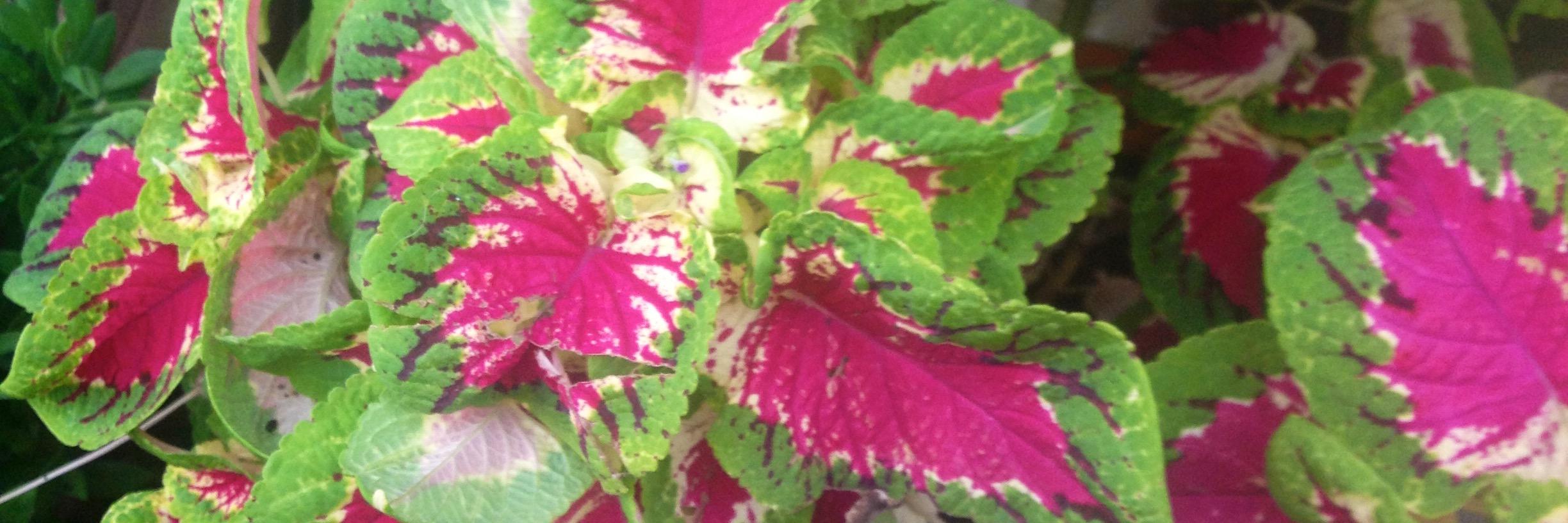 Lara Hope Reynolds banner