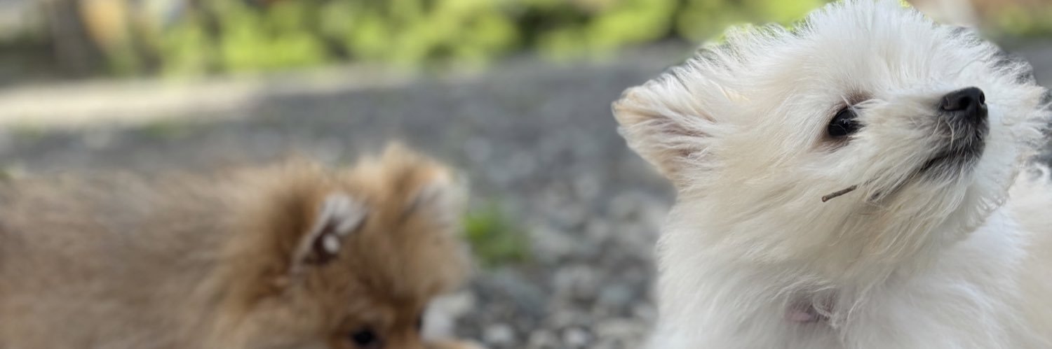 はっとり🍼 banner