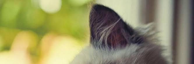 tokpedei's profile banner image