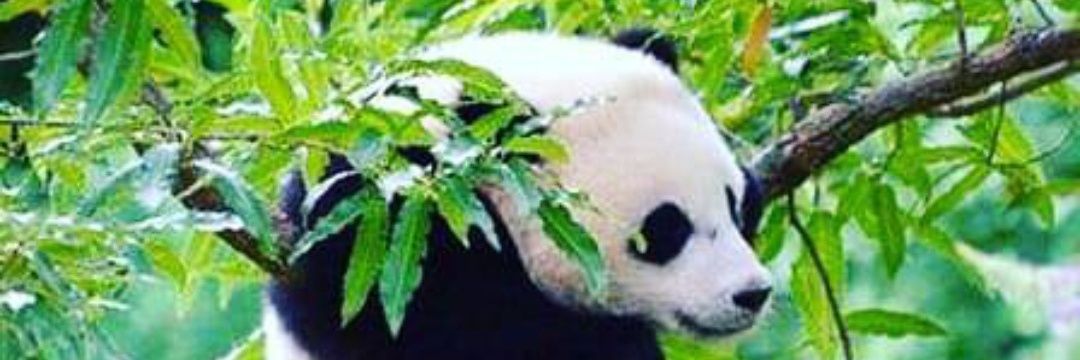zhaoce03's profile banner image