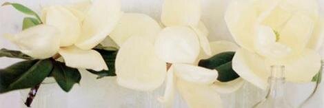 ModernMagnolias's profile banner image