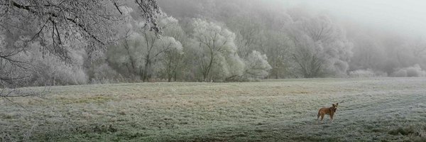 nina_bobkova Profile Banner