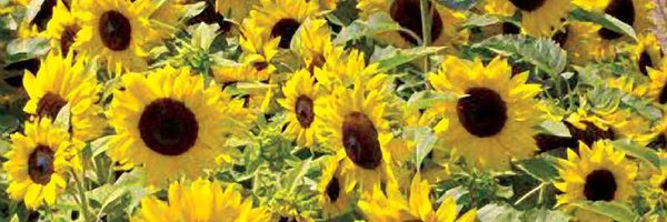 CornCrib_Grnhse Profile Banner