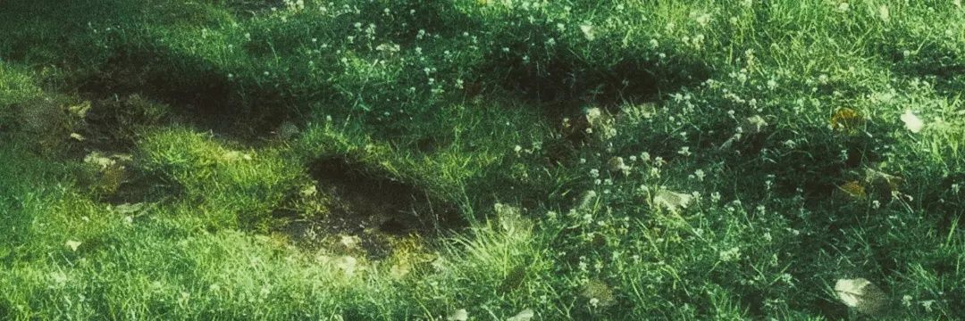 Puertica Fox Puertica banner