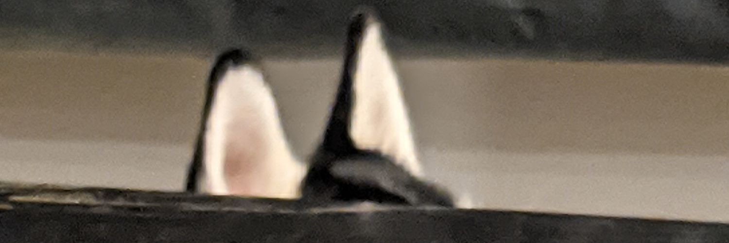notFrosto's profile banner image