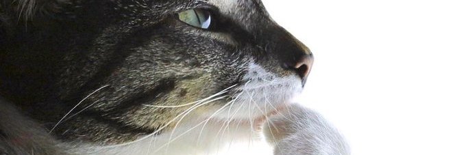 big_applefan1972 banner