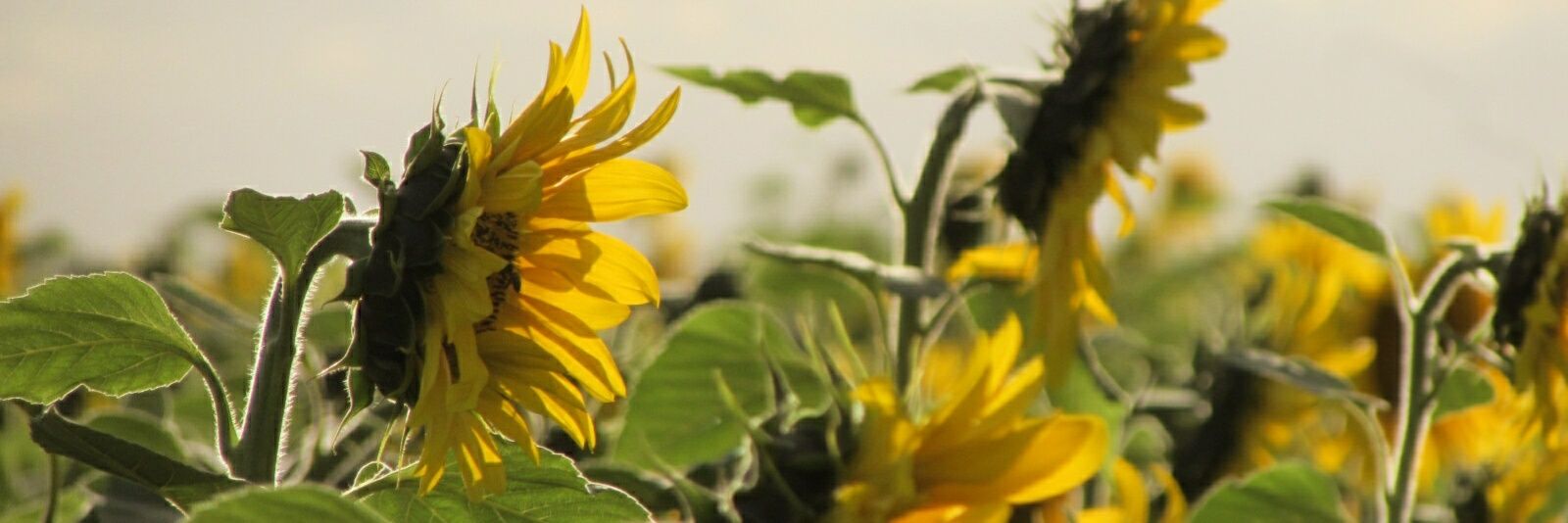 Rosane_ane's profile banner image