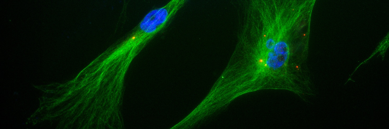 Mateus de Oliveira Lisboa banner