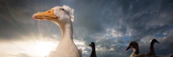 DuckFoodBot Profile Banner