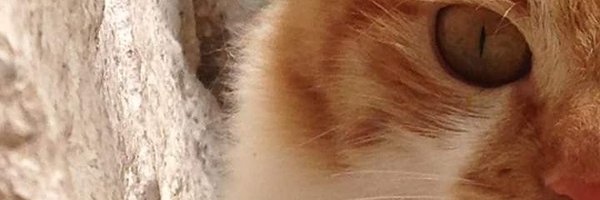 Yassinoo21 Profile Banner