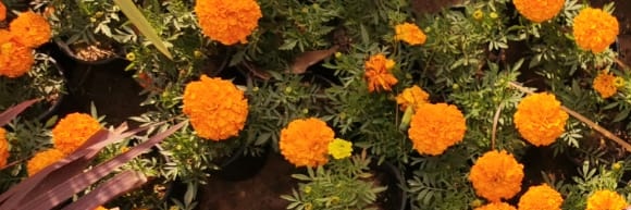 A_Alaa__'s profile banner image