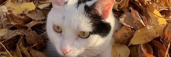 jangelap Profile Banner