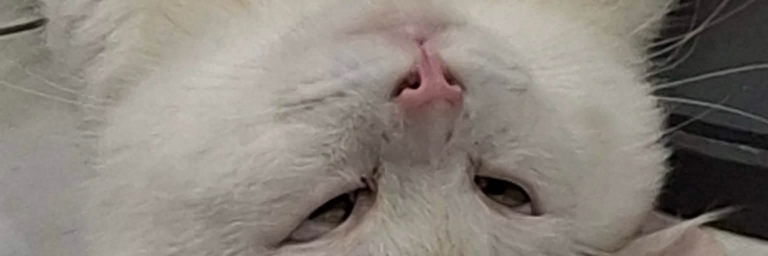 cub✨️ banner