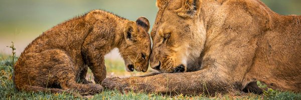 NatureUnedited Profile Banner