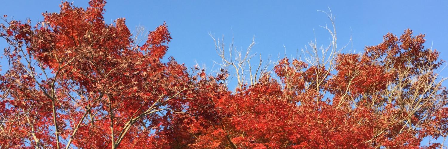 y_ogi's profile banner image