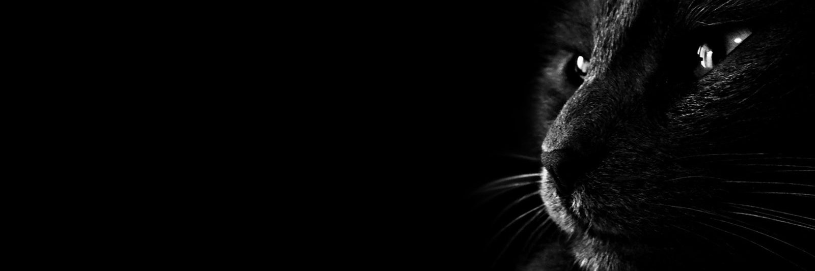 Olga Angelopoulou banner