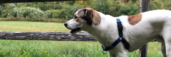 zachlloydtweets Profile Banner