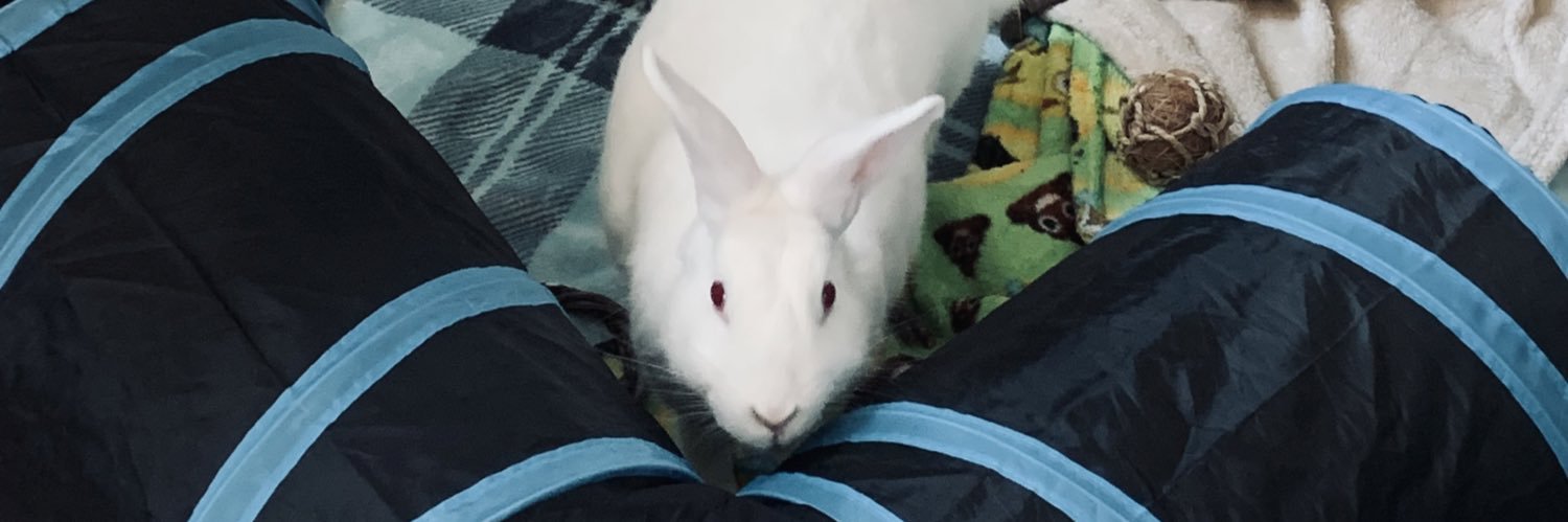 eastvalleybunnyguineapigs's banner