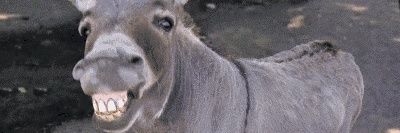 Chelley Stevens banner