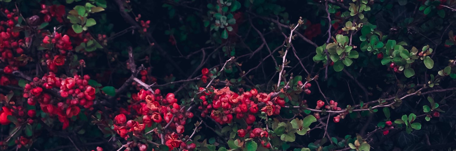 danco_danico's profile banner image