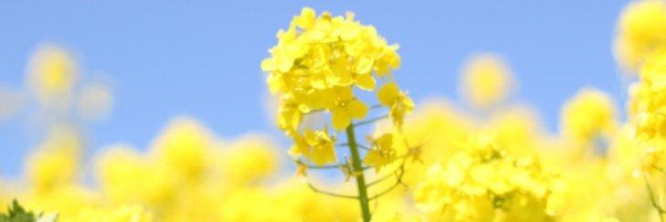masayuma's profile banner image