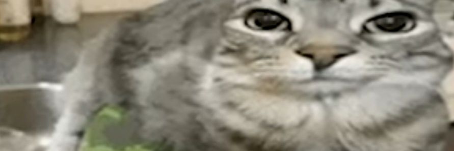 raquelyjunior69's profile banner image