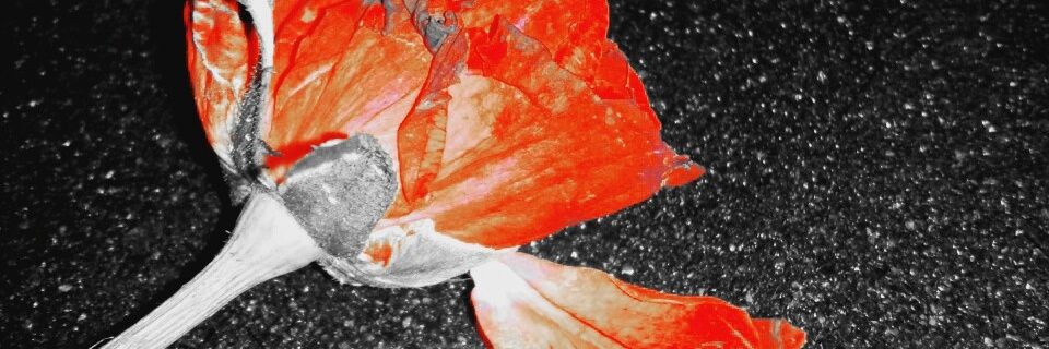 KookieKaykay's profile banner image