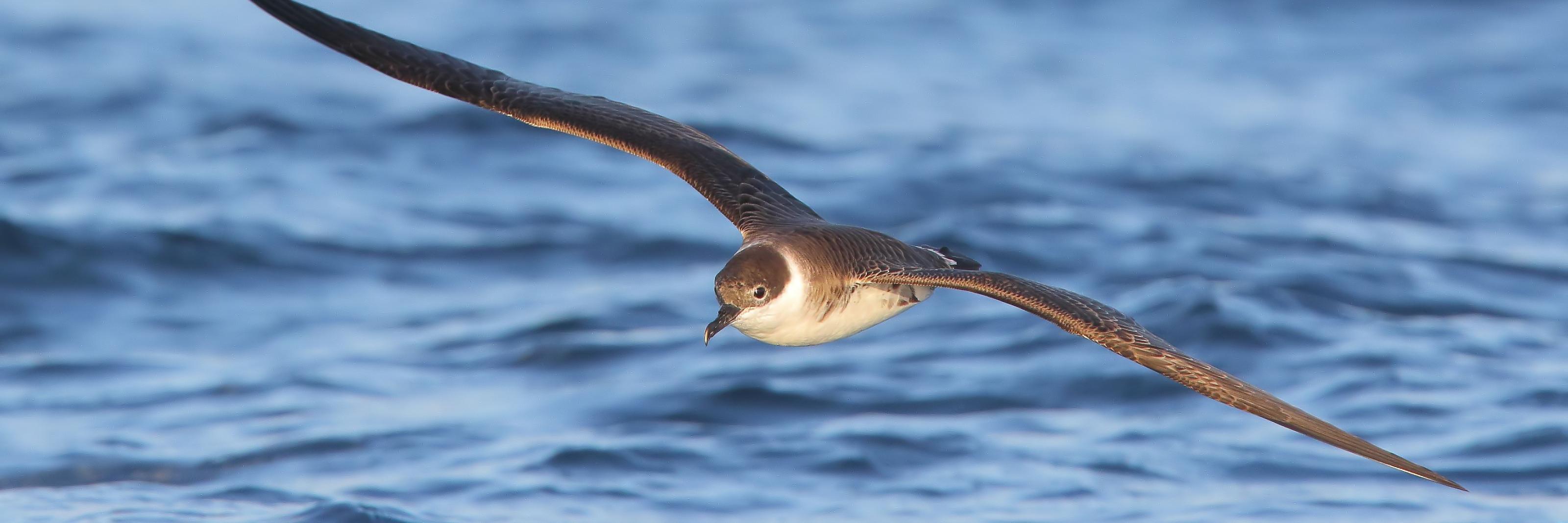 ShropsBirder's profile banner image