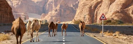 نـــوف banner