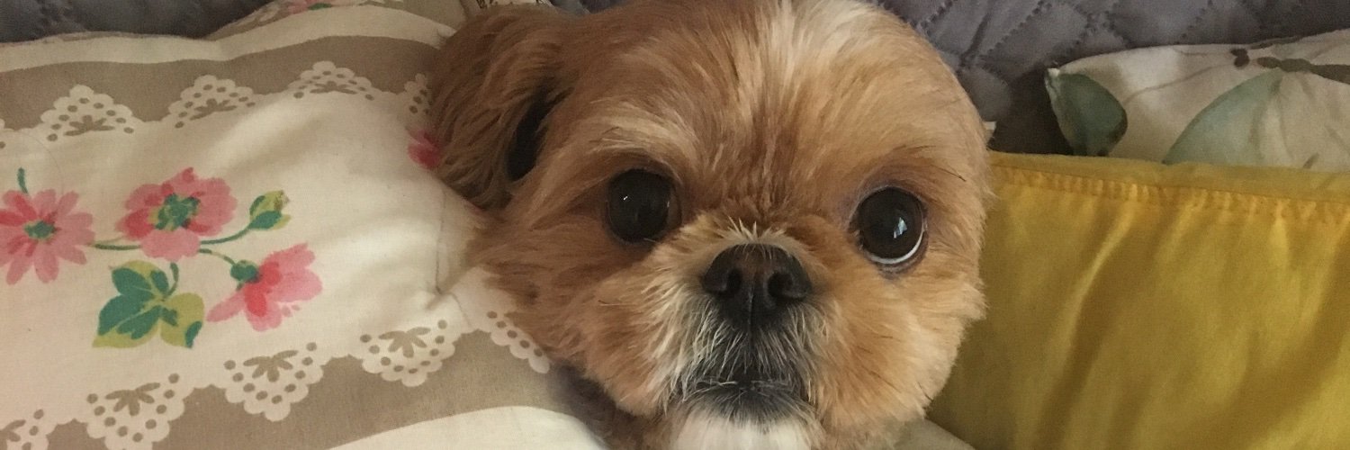 vsoarespsi's profile banner image