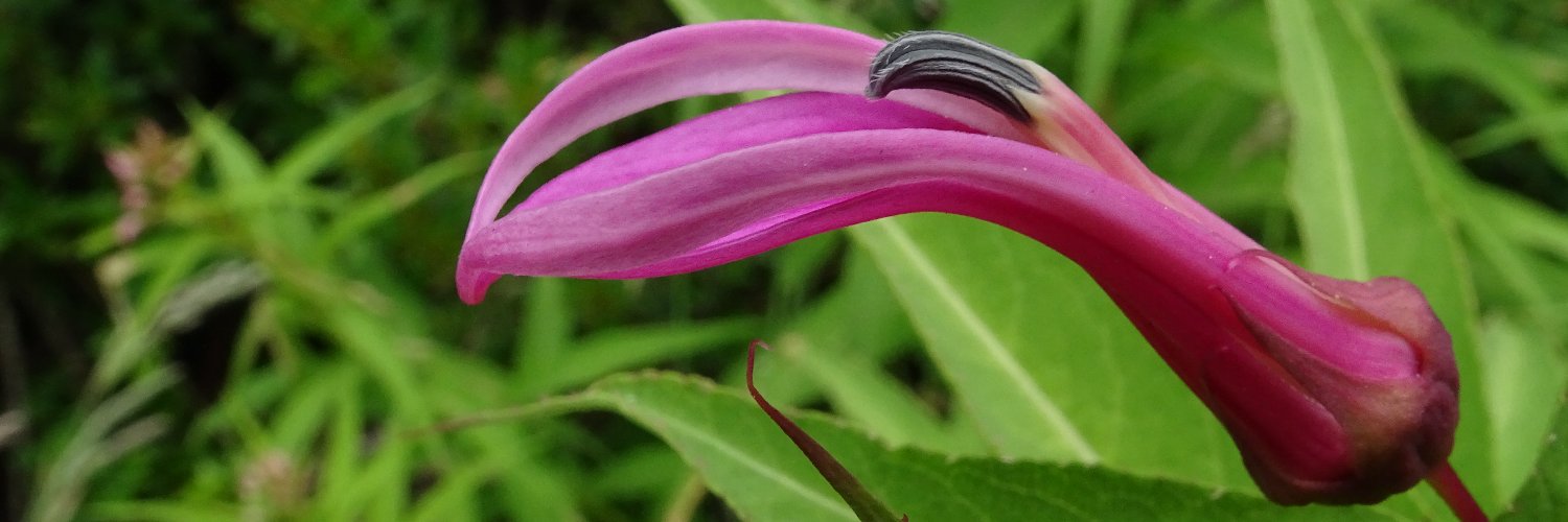 Flora Nativa banner