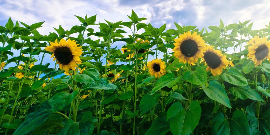 Manitoba Co-operator banner