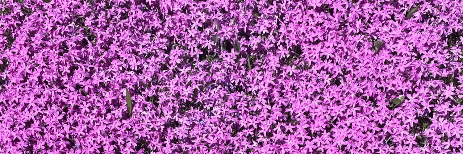 allyjandro's profile banner image