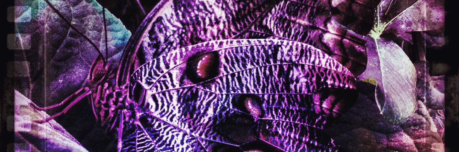 MooMooPhoto's profile banner image