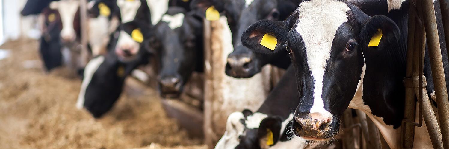 Farming Focus banner