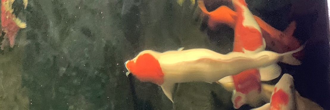 jj banner