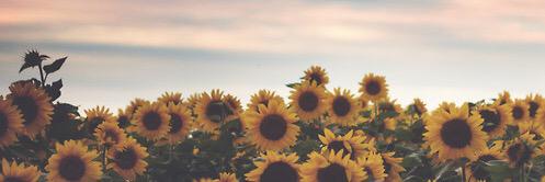 Celia Romero banner