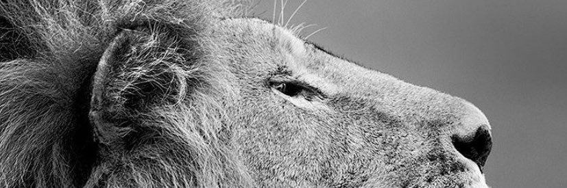 carolineyess's profile banner image