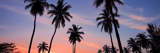 vaanessacarvalh's profile banner image