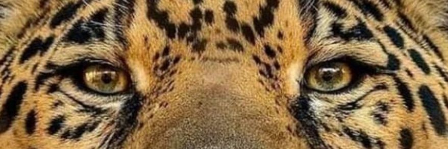 deibboy's profile banner image