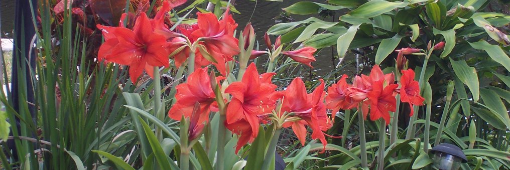 Ginny🌼🌴🇺🇸🏳️‍🌈 banner