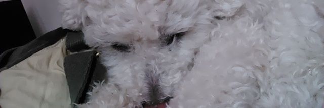 MequAllasia's profile banner image