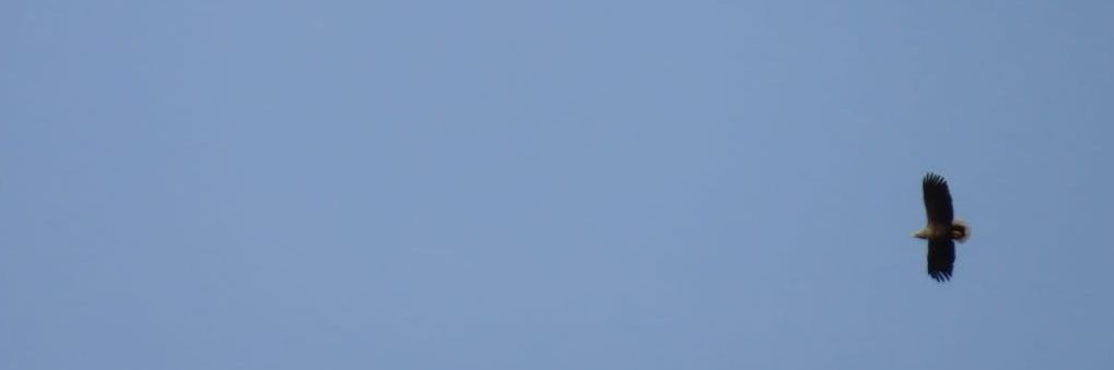 birdingwithlevi's profile banner image