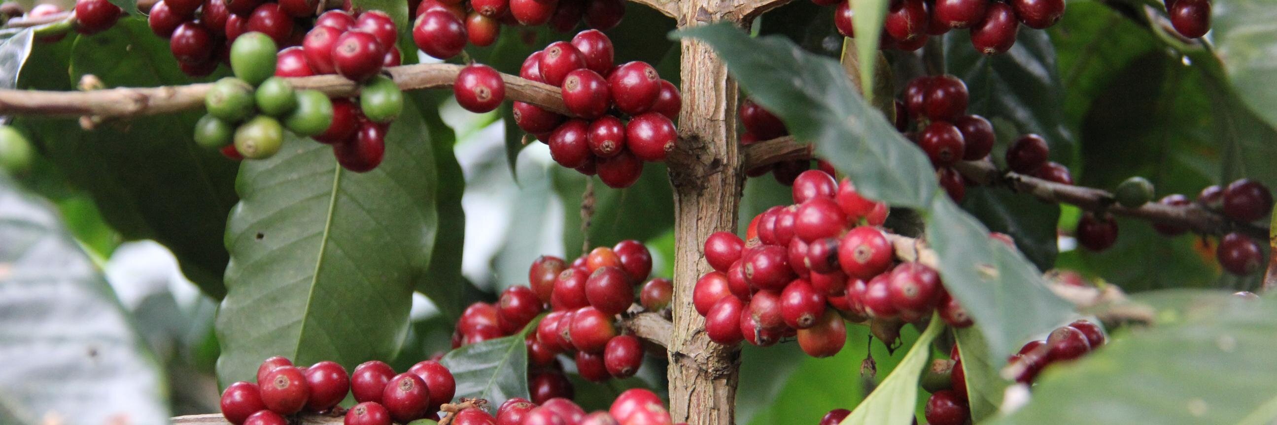 coffeecherryco's profile banner image