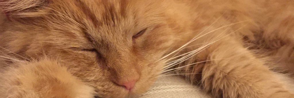 moakes_loo's profile banner image